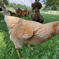 Selling with In-person Payment: Happy Chickens Lays Beautiful Eggs 
