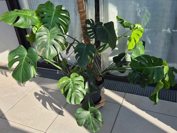 Vente: Monstera