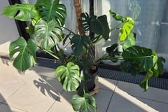 Sales: Monstera