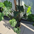 Sales: Monstera