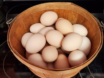 Selling with In-person Payment: Fresh Eggs from The Young Homestead