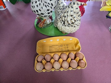 Selling with In-person Payment: Fresh yard eggs 