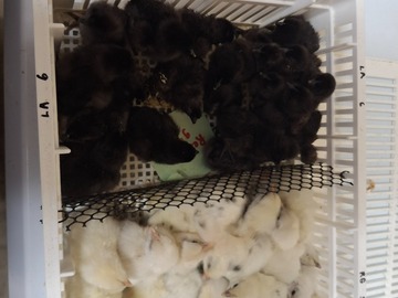 Selling with online payment: 12+2 Quality Ayam Cemani, NPIP/AI cert