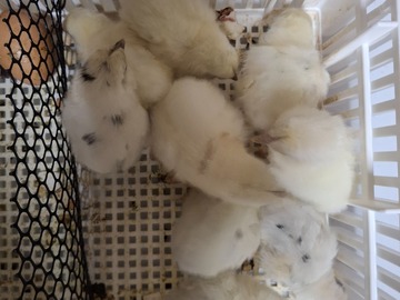Selling with online payment: 12+2 Zombie F1 hatching eggs, NPIP/AI certified.
