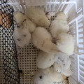 Selling with online payment: 12+2 Zombie F1 hatching eggs, NPIP/AI certified.