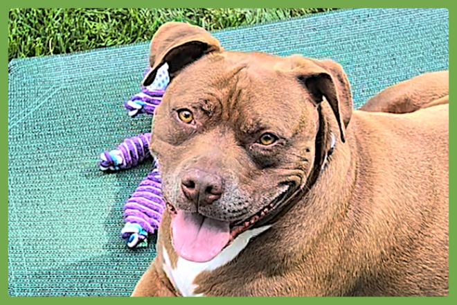 Brie, a american pitbull terrier looking for a loving home in Asheville, NC