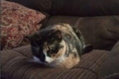   : Kallee