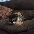   : Kallee