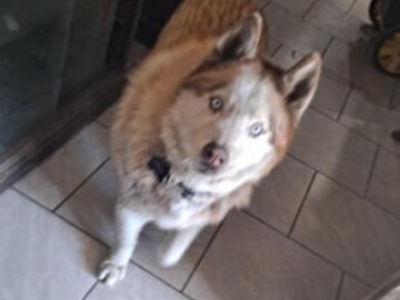   : Wolf