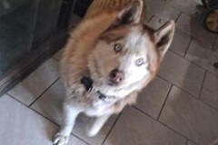   : Wolf