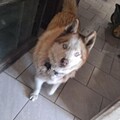   : Wolf