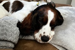   : Maggie