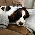   : Maggie