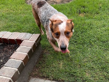   : Rocky