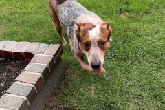   : Rocky