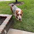   : Rocky