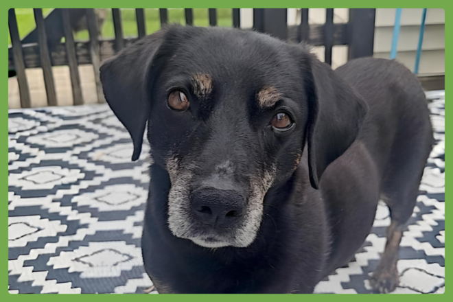 Raiya, a terrier mix looking for a loving home in Buffalo, NY
