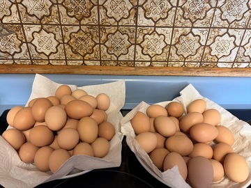 Selling with In-person Payment: Fresh Chicken Eggs