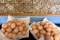 Selling with In-person Payment: Fresh Chicken Eggs