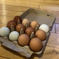 Selling with In-person Payment: Family Farm Eggs