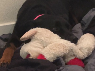   : Nala