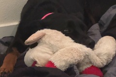   : Nala