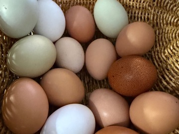 Selling with online payment: Unwashed Chicken Eggs 