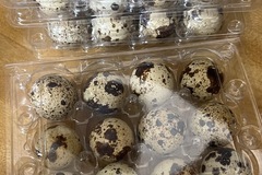 Selling with In-person Payment: Fresh Quail Eggs!