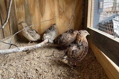 Selling with In-person Payment: Fresh Quail Eggs!