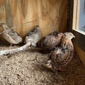 Selling with In-person Payment: Fresh Quail Eggs!