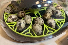 Selling with In-person Payment: Fresh Quail Eggs!
