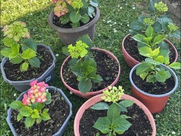 Vente: Jeune Plant :  Hortensia 
