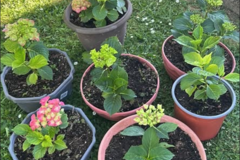 Sales: Jeune Plant :  Hortensia 
