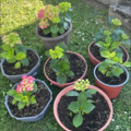Sales: Jeune Plant :  Hortensia 