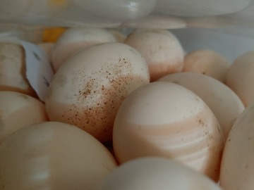 Selling with In-person Payment: Fresh eggs ... free range 