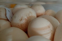 Selling with In-person Payment: Fresh eggs ... free range 