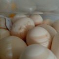 Selling with In-person Payment: Fresh eggs ... free range 