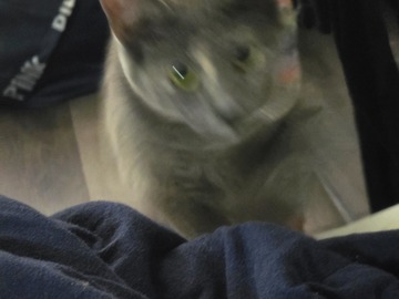   : Nimbus