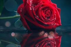 Selling: Psychic and tarot love reading within 2 hours 
