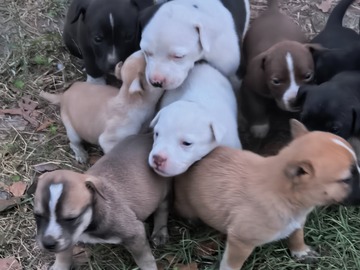   : Puppies