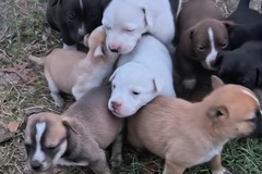   : Puppies