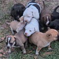   : Puppies
