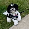   : Woody