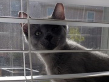   : Grayie Jr.
