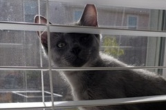   : Grayie Jr.