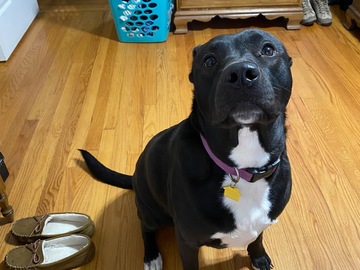   : Zena