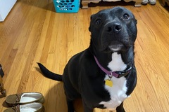   : Zena