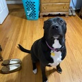   : Zena