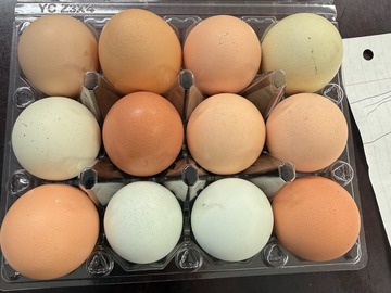 Selling with In-person Payment: FRESH FARM EGGS