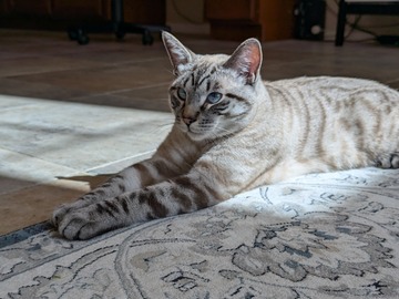   : Peanut